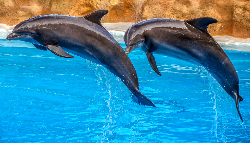 1-dolphin-show-in-sharm-el-sheikh-1733597894