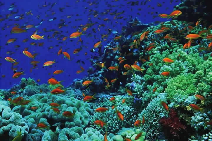 rasmohamed720-2